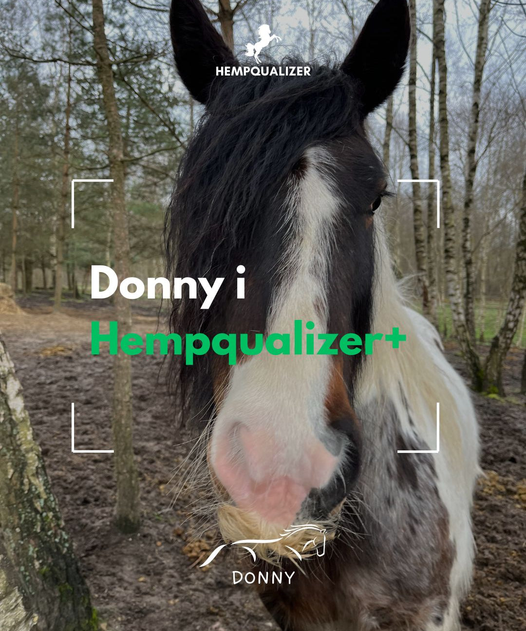 HEMPQUALIZER+ DONNY USPOKOJENIE