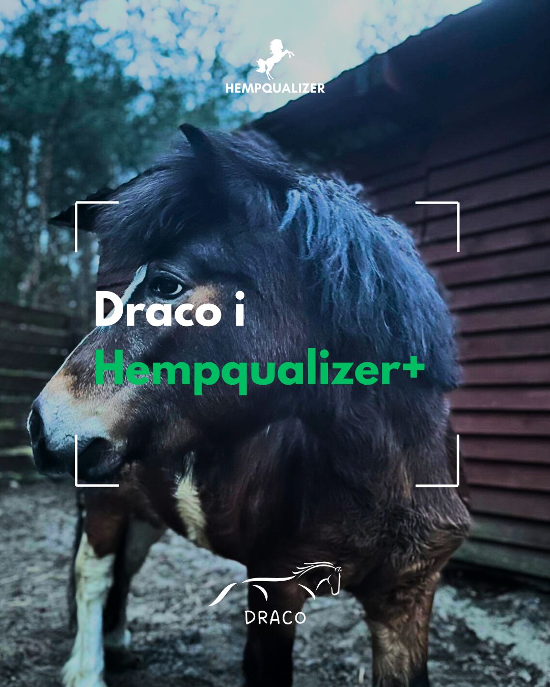 HEMPQUALIZER+ DRACO OCHWAT