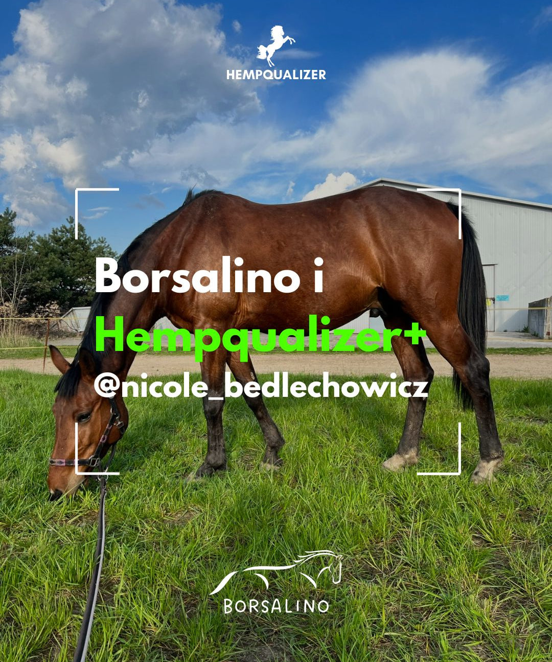 HEMPQUALIZER+ BORSALINO USPOKOJENIE/WRZODY