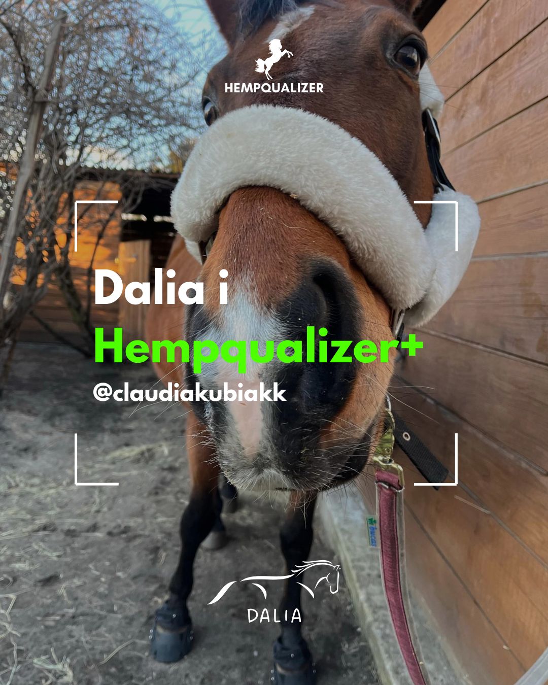 HEMPQUALIZER+ DALIA STAWY/ASTMA