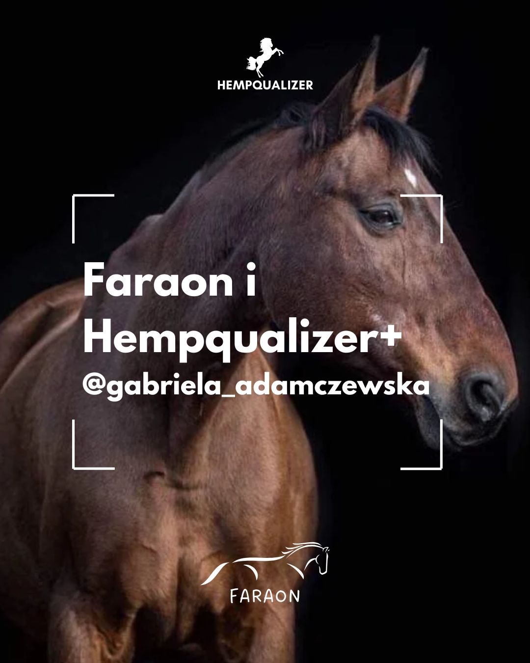 HEMPQUALIZER+ FARAON I RAO
