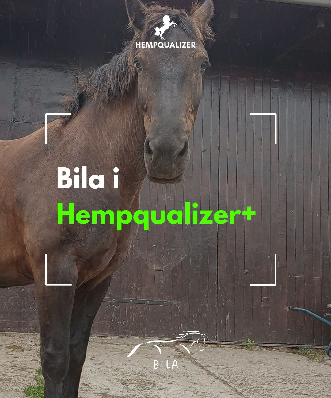 HEMPQUALIZER+ BILA RAO/ASTMA