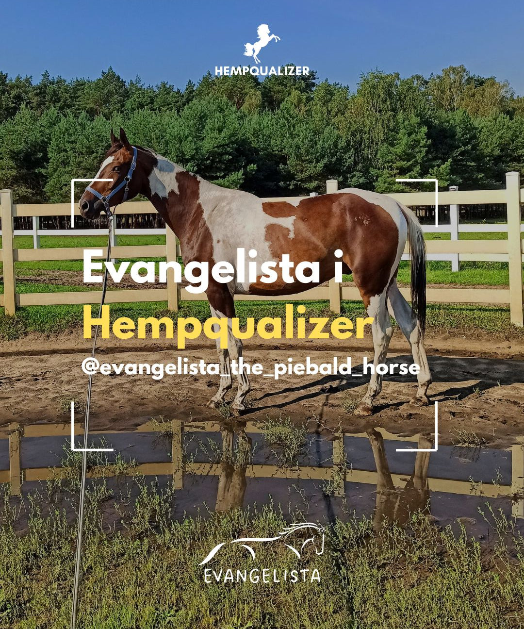 HEMPQUALIZER EVANGELISTA USPOKOJENIE