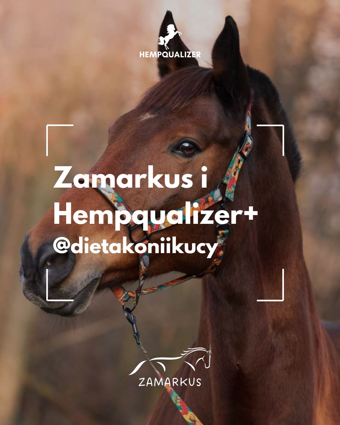 HEMPQUALIZER+ ZAMARKUS I SZPAT