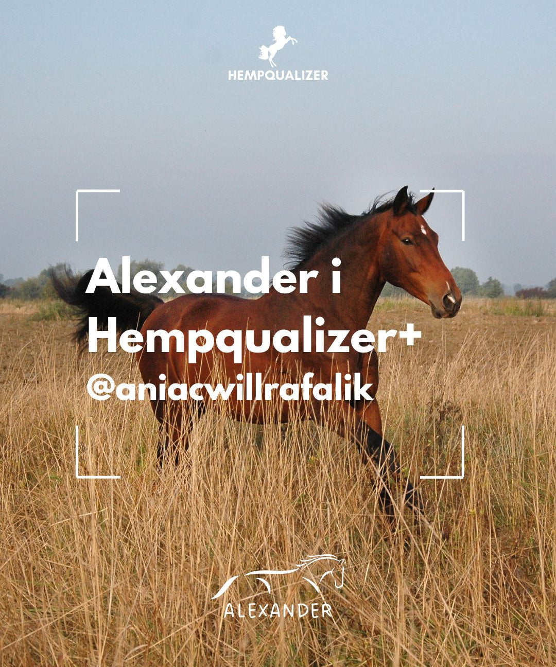 HEMPQUALIZER+ ALEKSANDER USPOKOJENIE