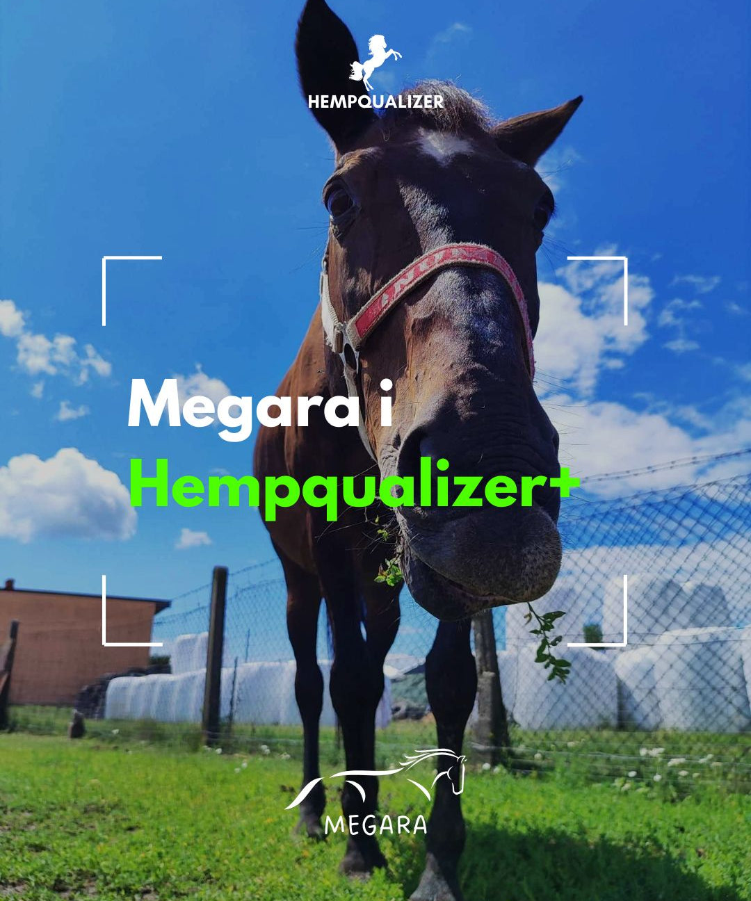 HEMPQUALIZER+ MEGARA USPOKOJENIE STAWY