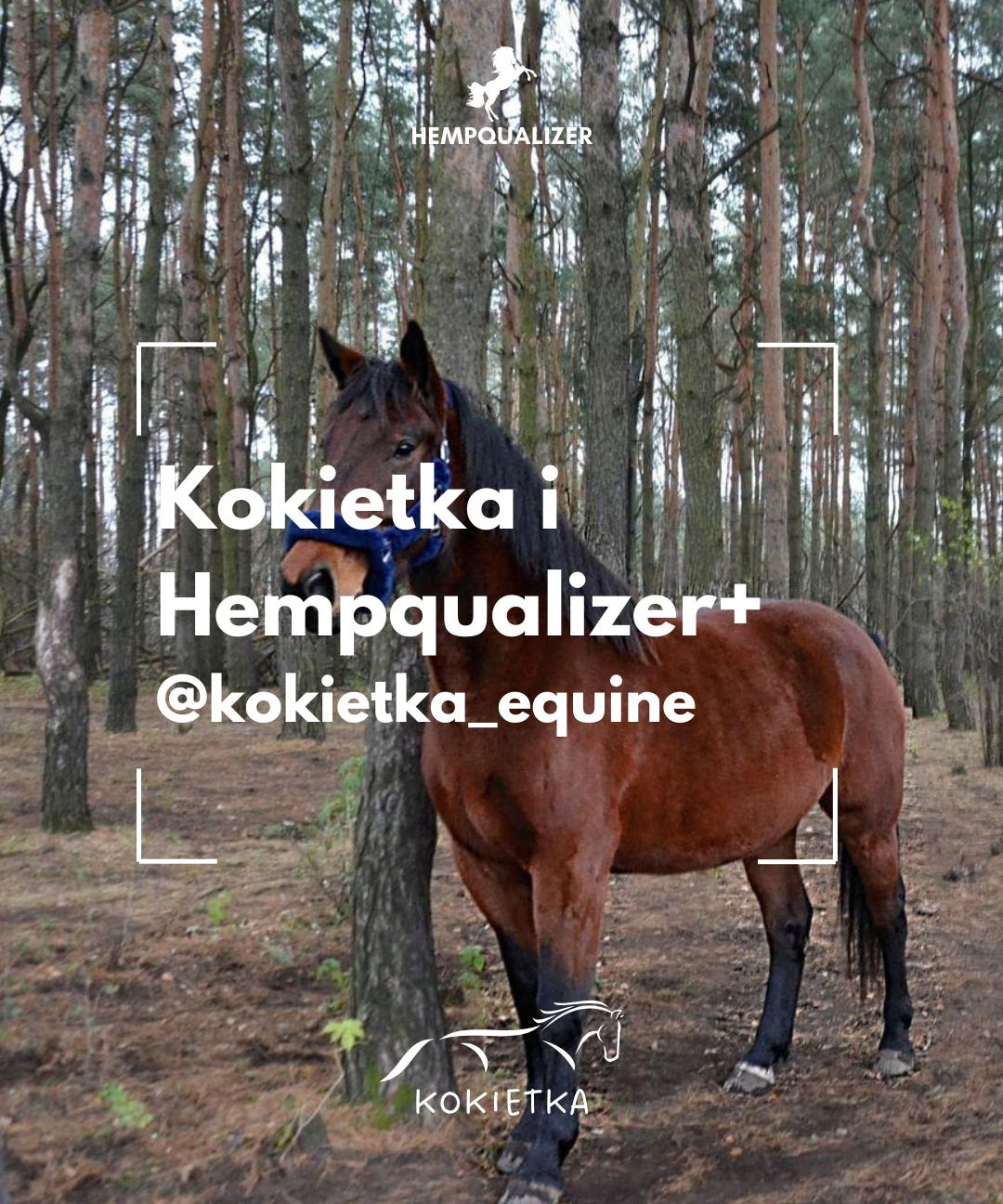 HEMPQUALIZER+ KOKIETKA USPOKOJENIE