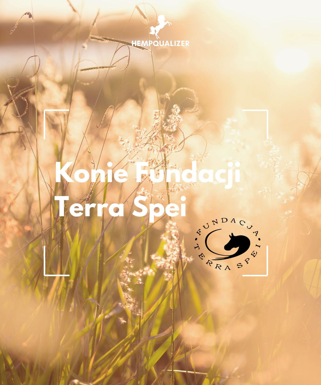 HEMPQUALIZER+ KONIE FUNDACJI TERRA SPEI