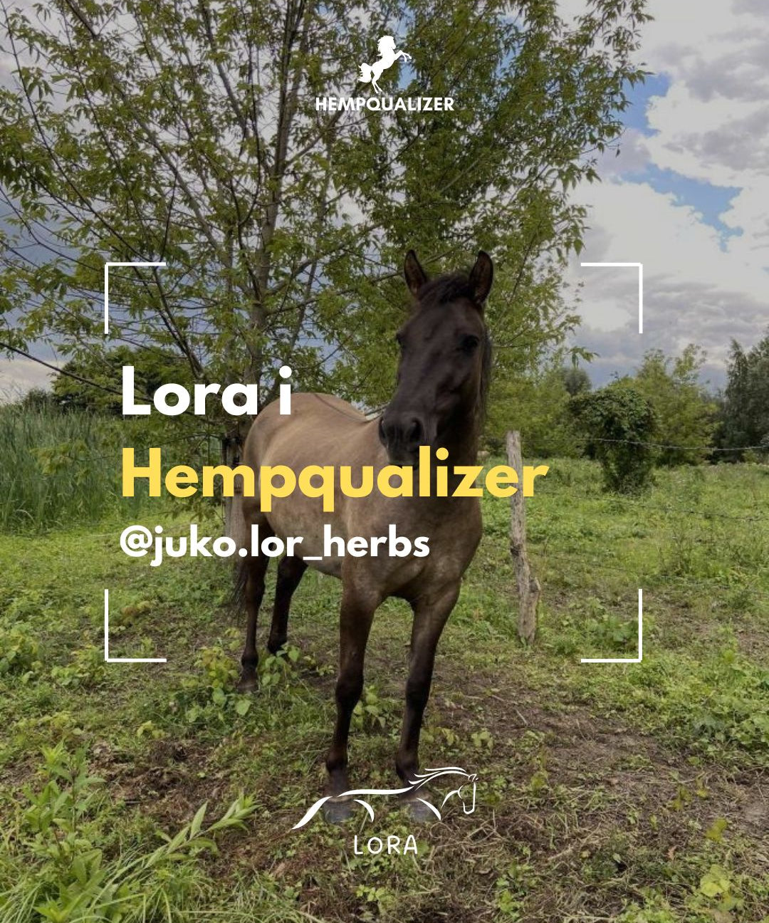 HEMPQUALIZER LORA RAO