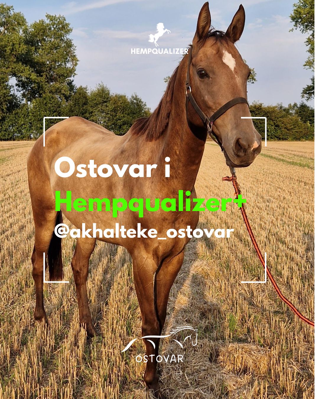 HEMPQUALIZER+ OSTOVAR USPOKOJENIE/WRZODY