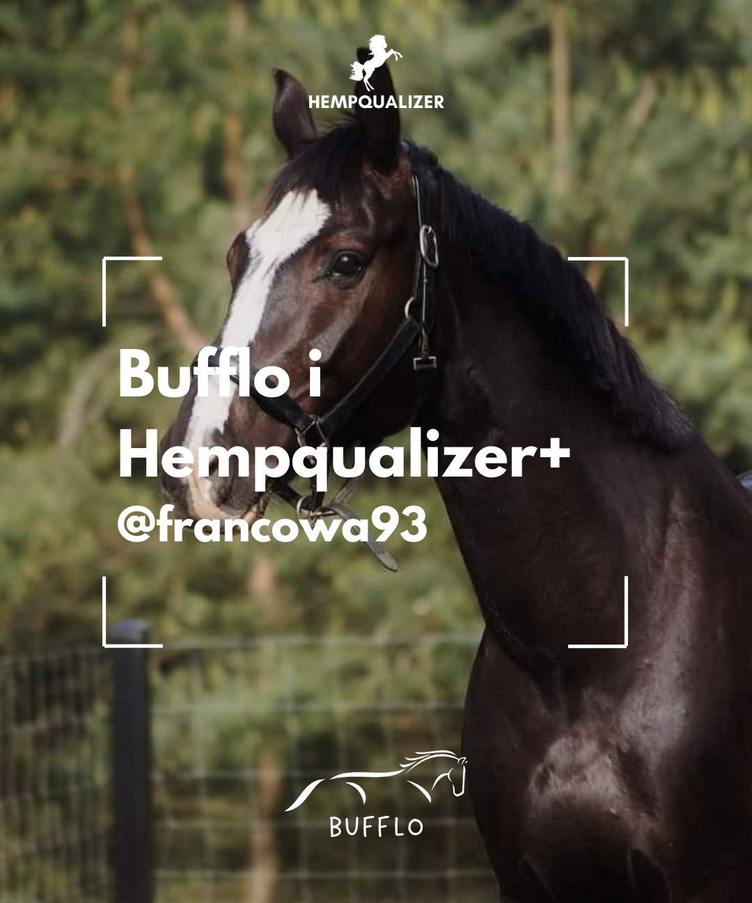 HEMPQUALIZER+ BUFFLO RAO