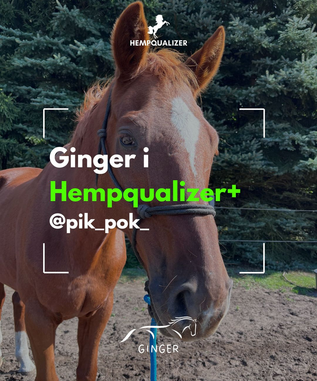 HEMPQUALIZER+ GINGER ALERGIA