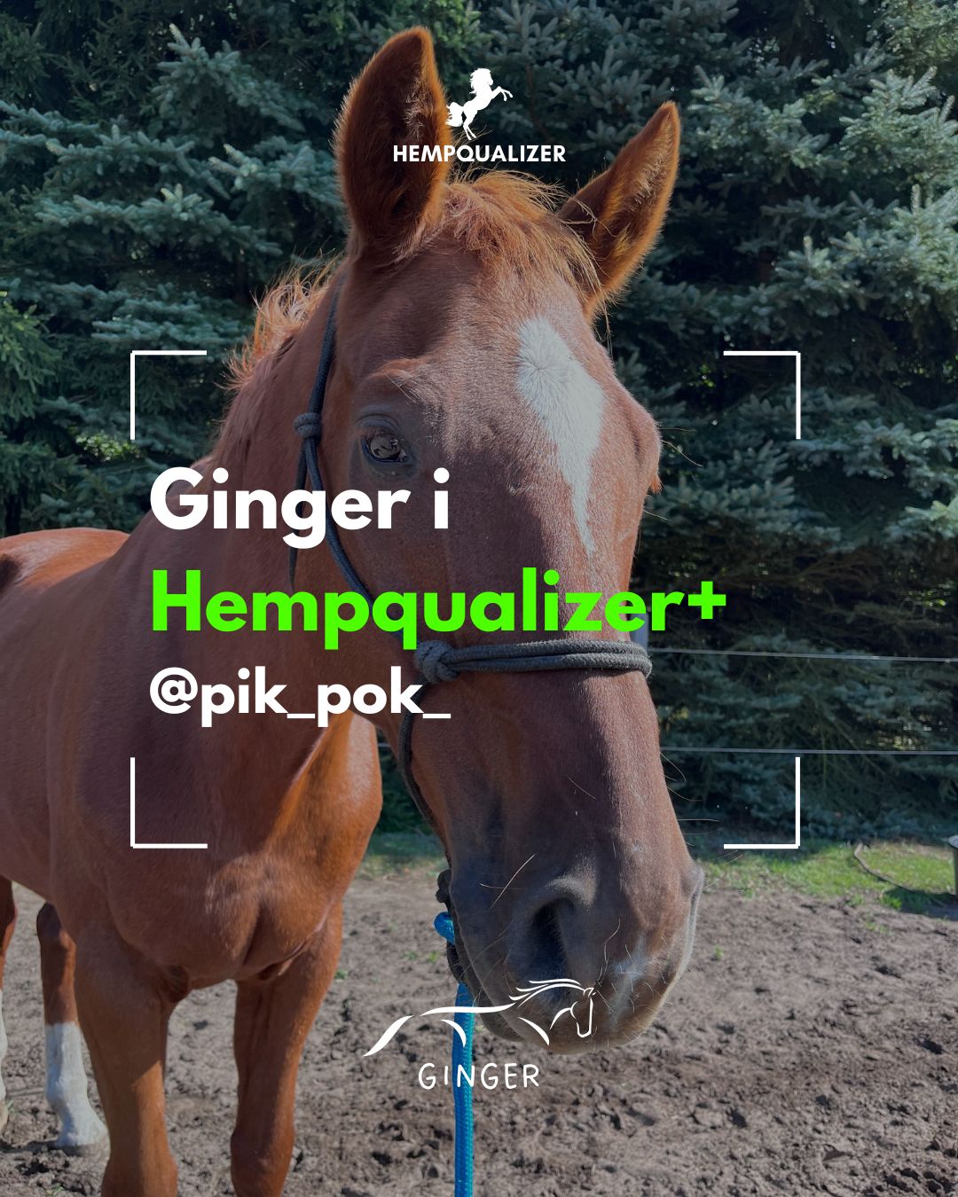 HEMPQUALIZER+ GINGER ALERGIA