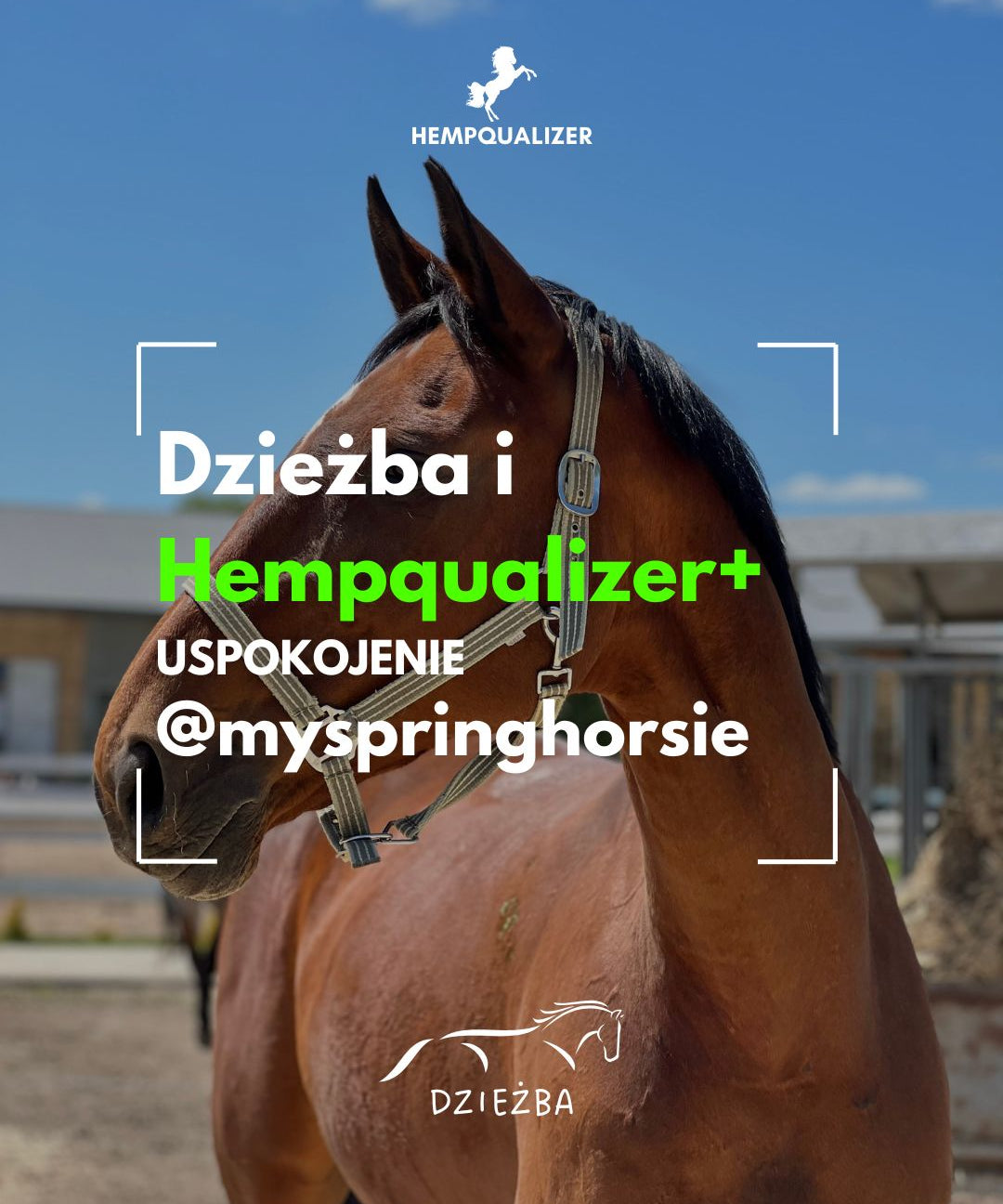 HEMPQUALIZER+ DZIEŻBA USPOKOJENIE