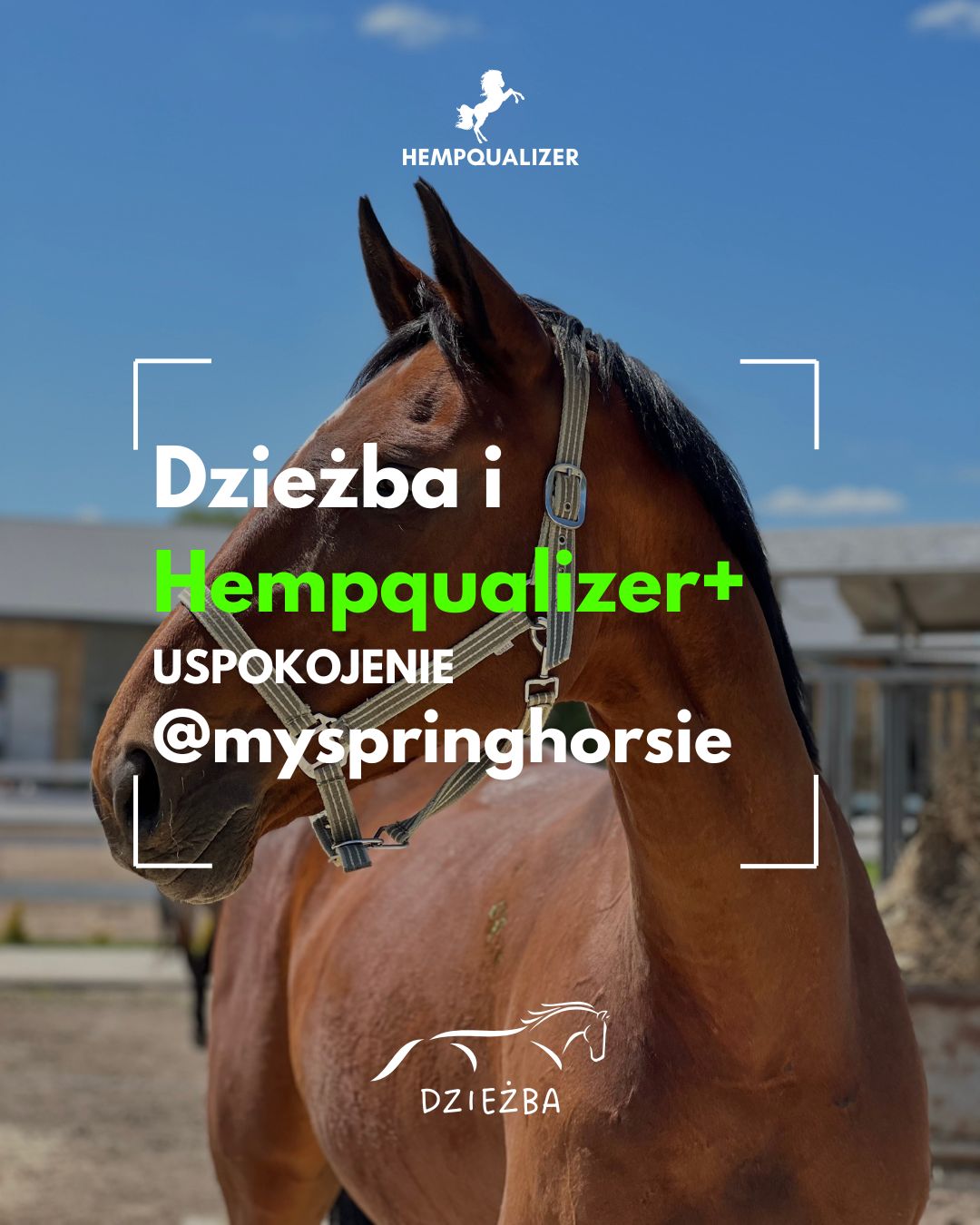 HEMPQUALIZER+ DZIEŻBA USPOKOJENIE