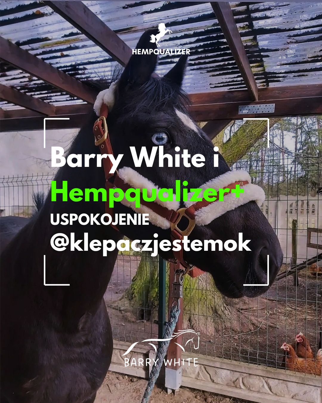 HEMPQUALIZER+ BARRY WHITE USPOKOJENIE