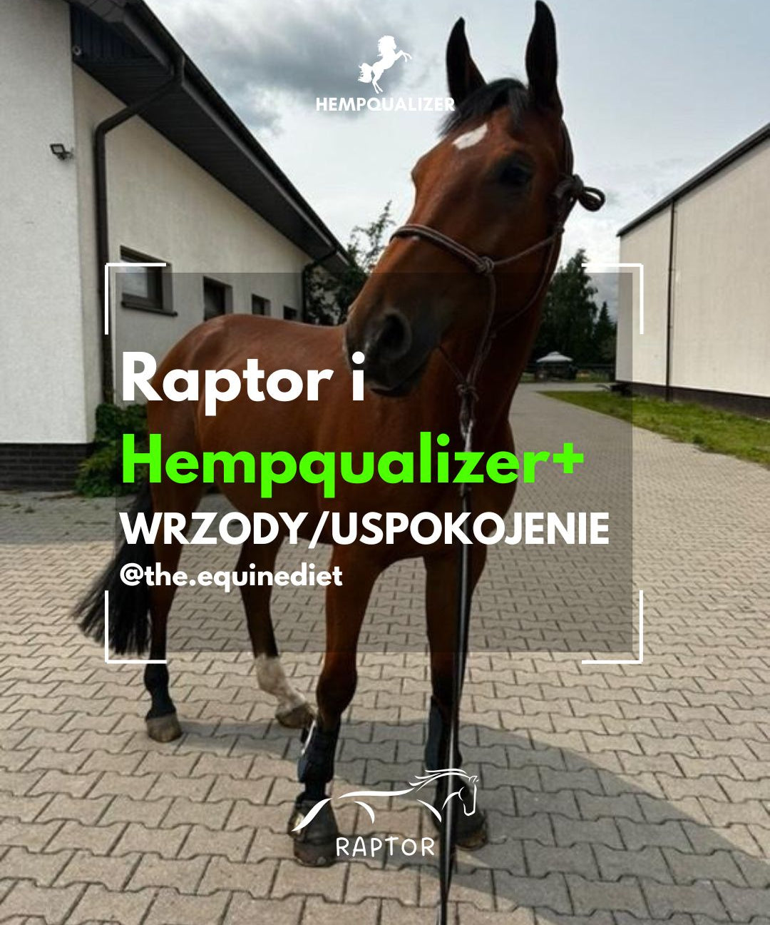 HEMPQUALIZER+ RAPTOR WRZODY/USPOKOJENIE