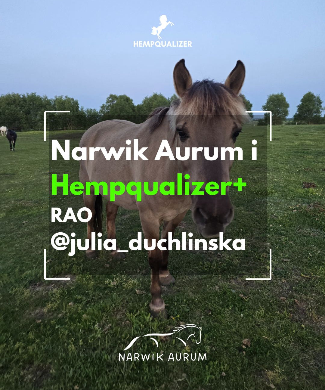 HEMPQUALIZER+ NARWIK AURUM RAO/ASTMA