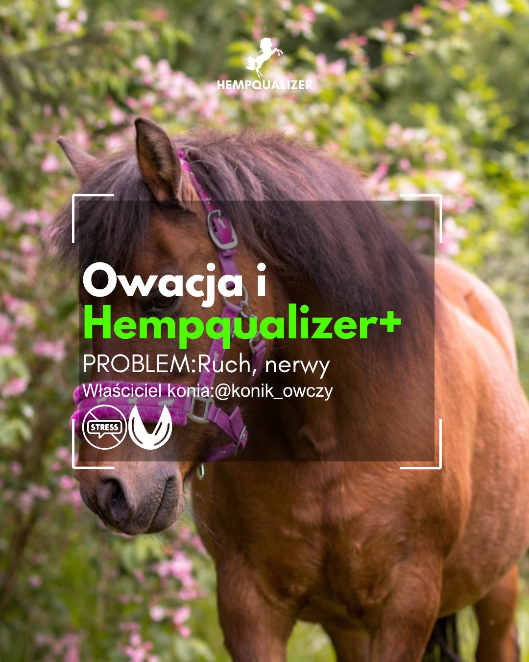 HEMPQUALIZER+ OWACJA RUCH/USPOKOJENIE