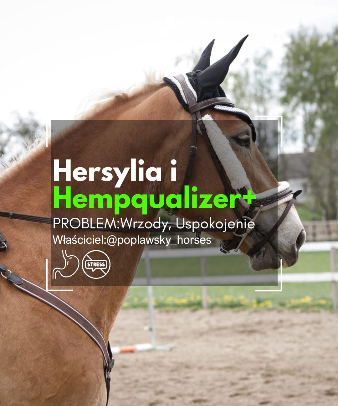 HEMPQUALIZER+ HERSYLIA WRZODY/USPOKOJENIE