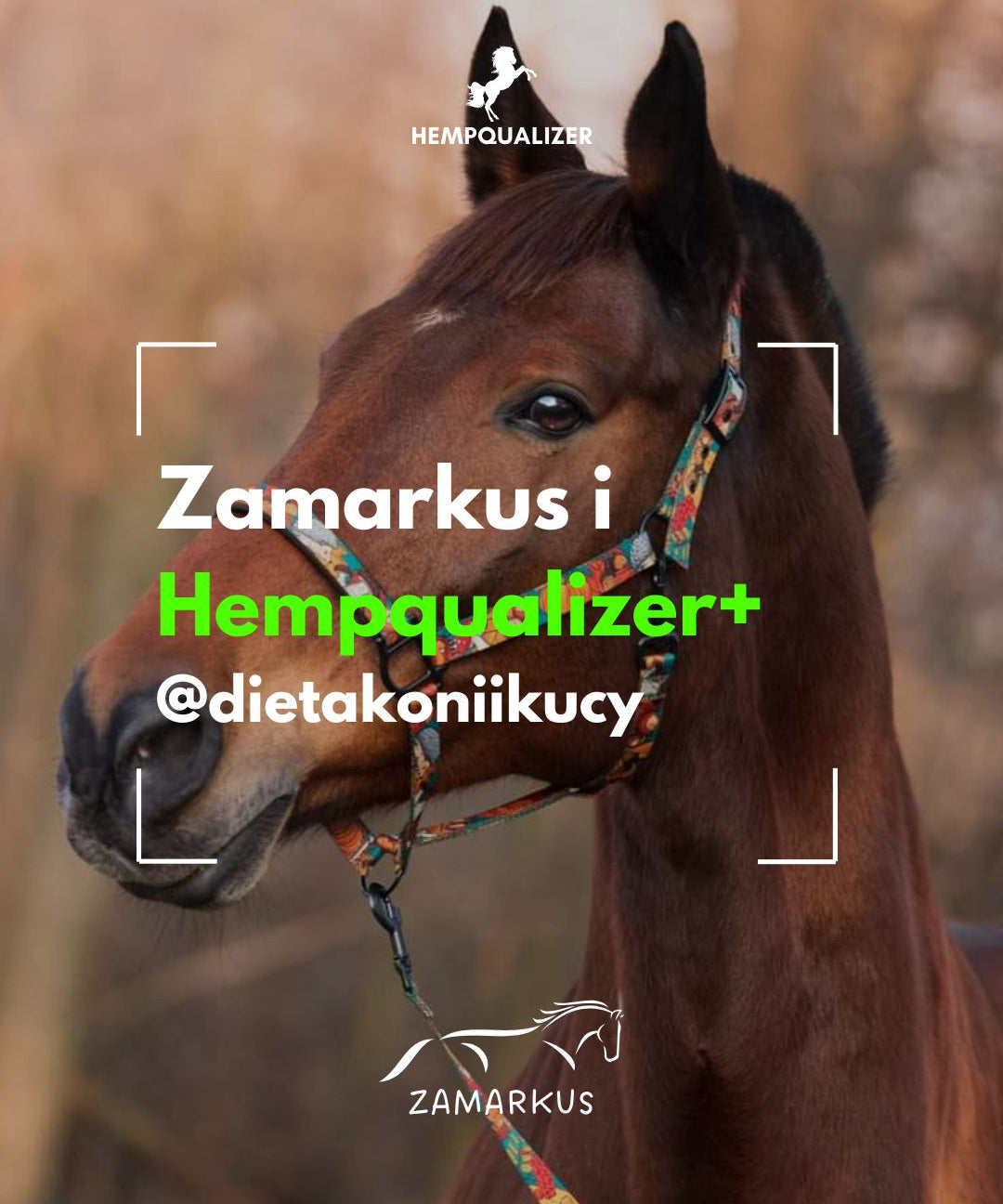 HEMPQUALIZER+ ZAMARKUS HEADSHAKING