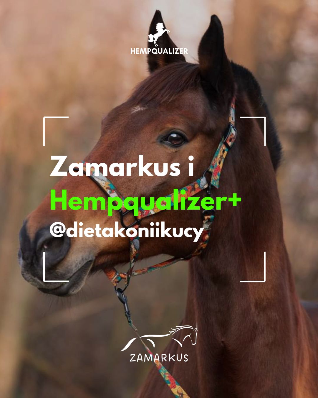 HEMPQUALIZER+ ZAMARKUS HEADSHAKING