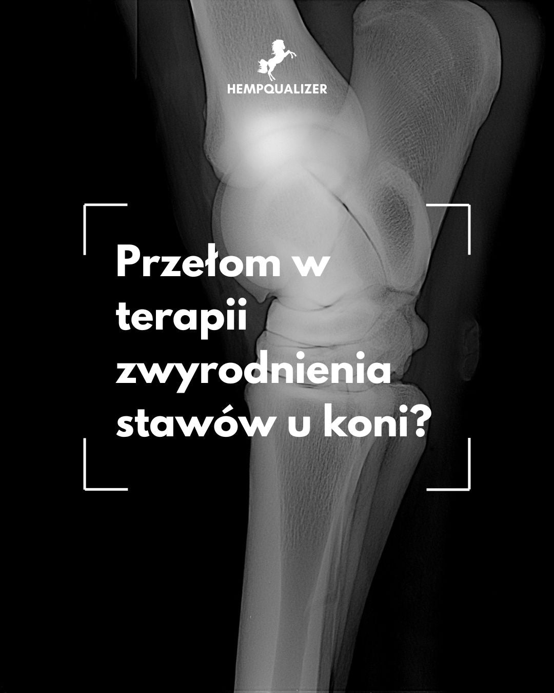 CBD i CBG jako innowacyjna terapia osteoartrozy u koni