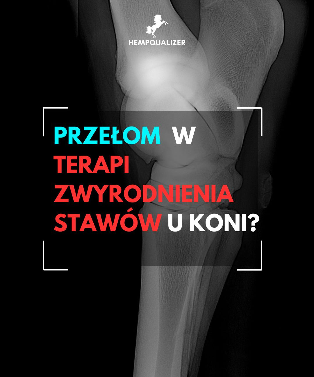 CBD i CBG jako innowacyjna terapia osteoartrozy u koni