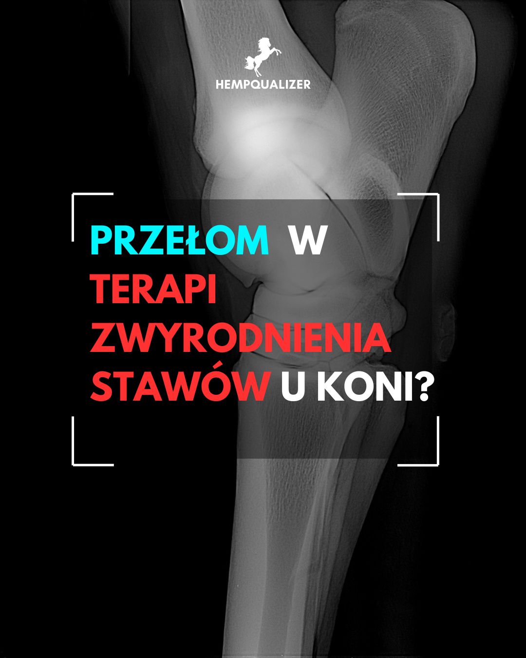 CBD i CBG jako innowacyjna terapia osteoartrozy u koni