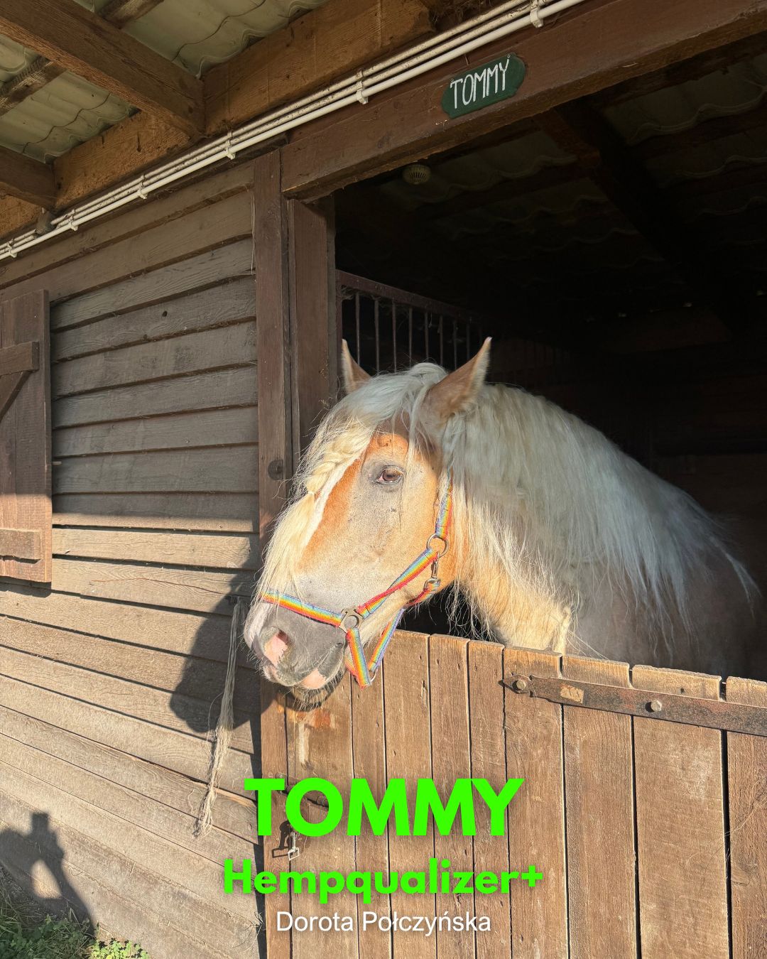 HEMPQUALIZER+: TOMMY