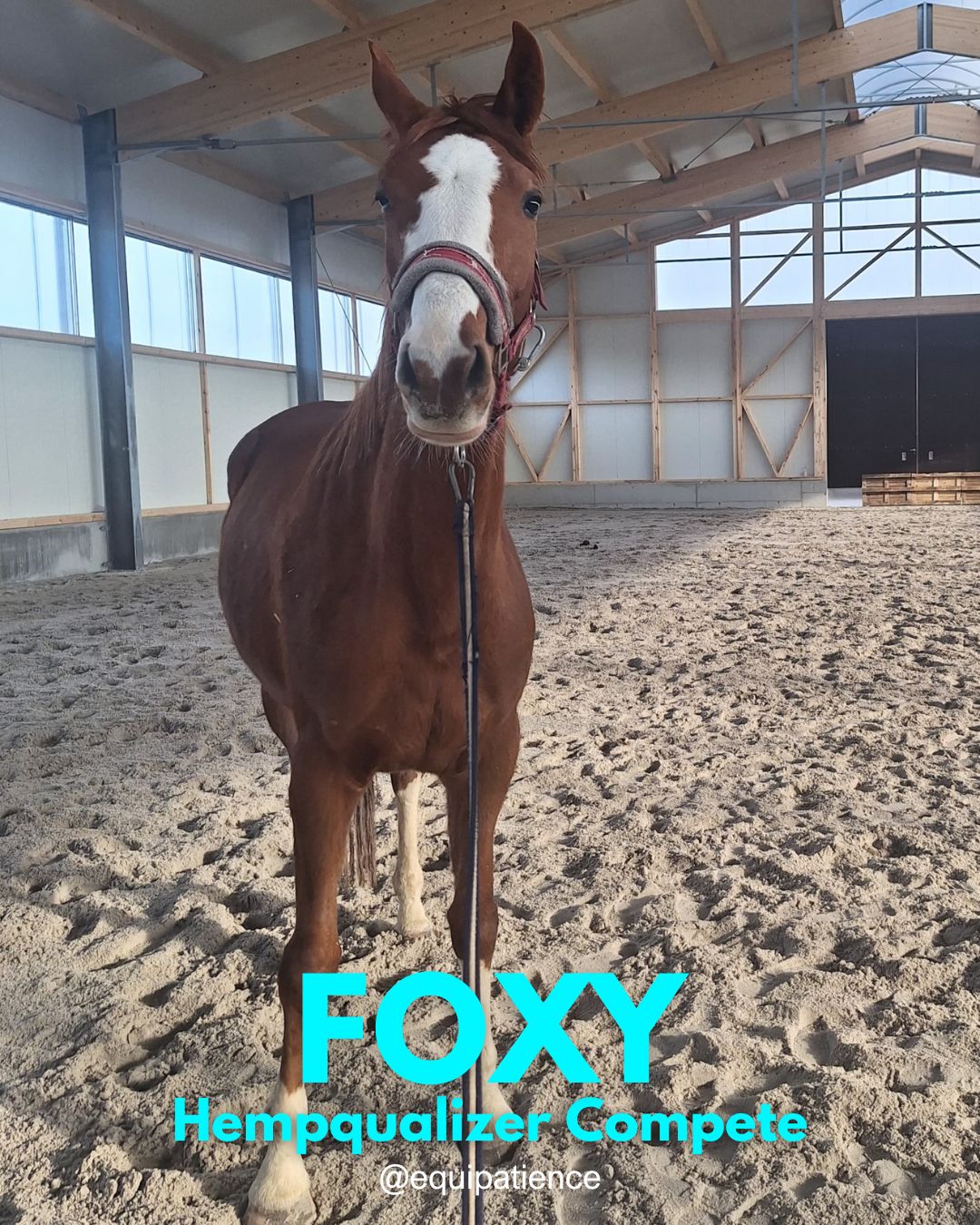 HEMPQUALIZER COMPETE FOXY USPOKOJENIE