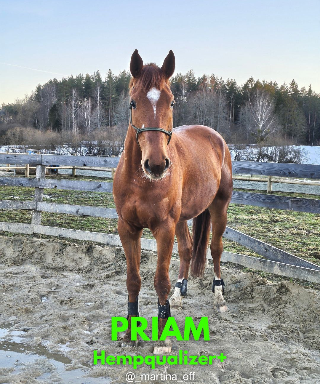 HEMPQUALIZER+ : PRIAM