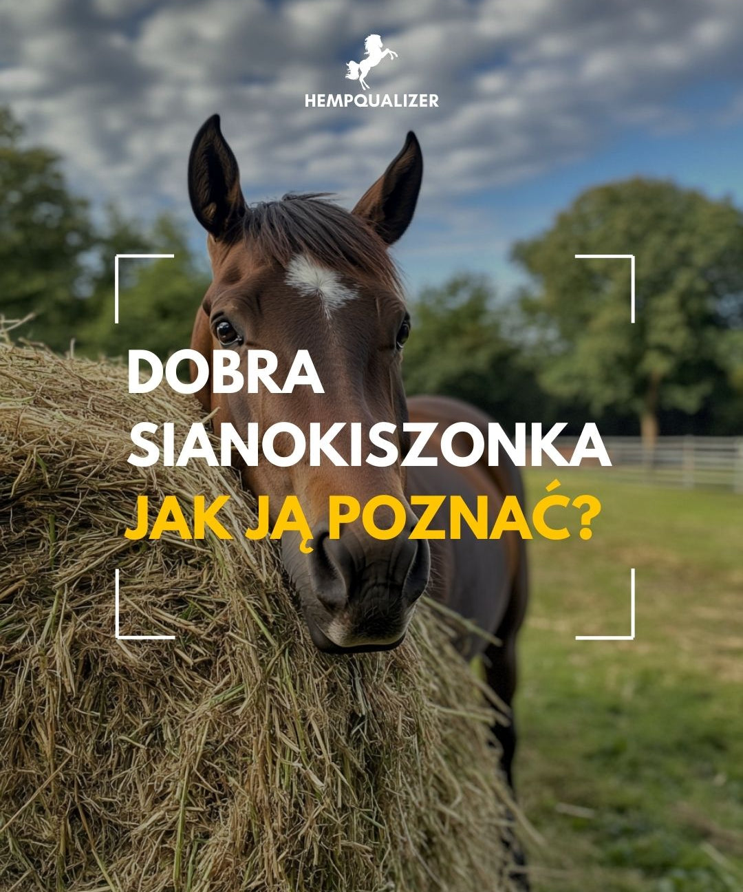 SIANOKISZONKA DLA KONI W PIGUŁCE